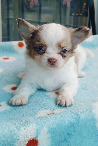 ชิวาว่าขนยาว รูปที่ 2