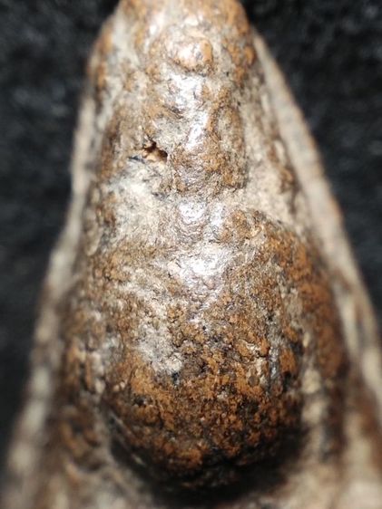 นางพญาเนื้อดินครับ รูปที่ 2