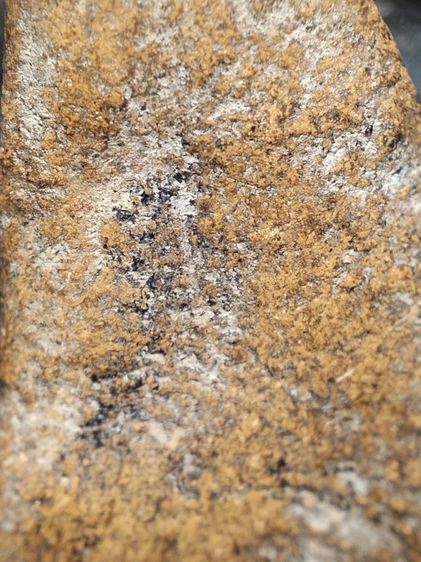 นางพญาเนื้อดินครับ รูปที่ 12