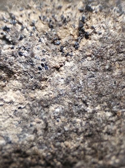 พระหลวงปู่ทวดเนื้อว่านครับ รูปที่ 15