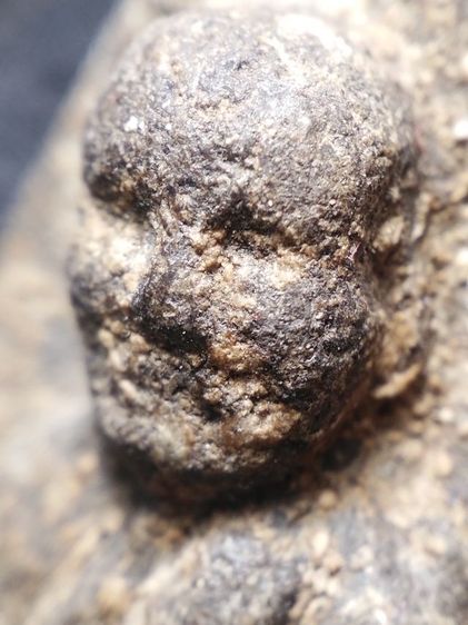 พระหลวงปู่ทวดเนื้อว่านครับ รูปที่ 2