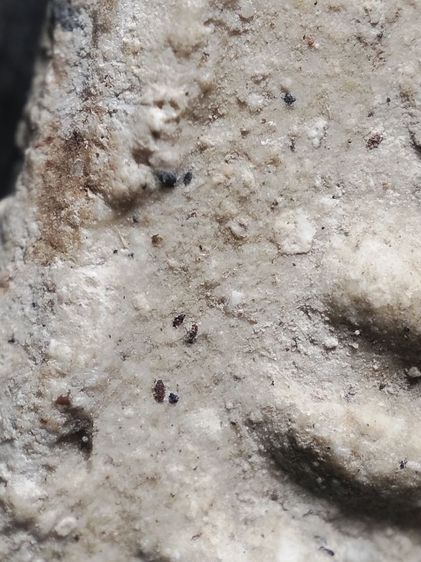 พระสมเด็จเนื้อสวยๆครับ รูปที่ 11