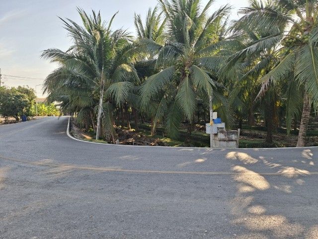 ขายที่ดินสวนมะพร้าว รูปที่ 2