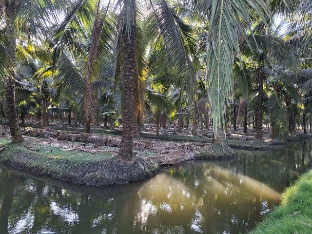 ขายที่ดินสวนมะพร้าว รูปที่ 3