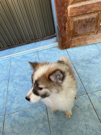 สุนัขพันธุ์บางแก้ว 