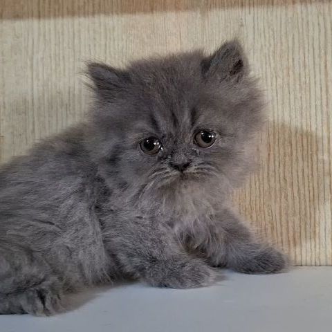 ลูกแมวบริติช (British Longhair) รูปที่ 6