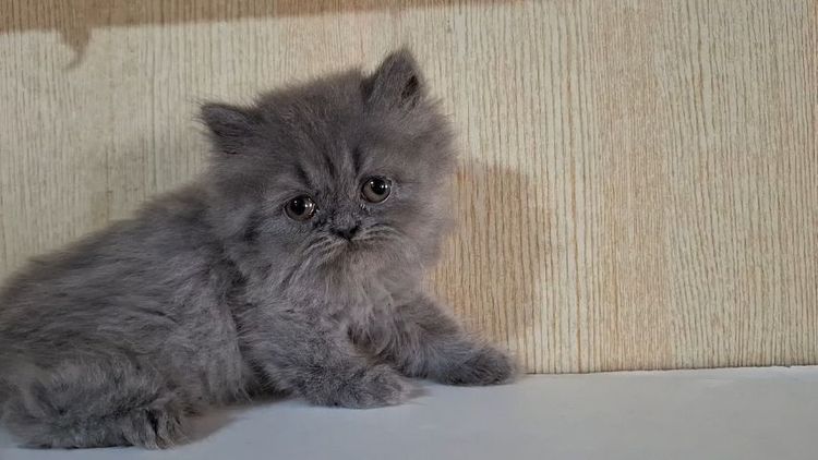 ลูกแมวบริติช (British Longhair) รูปที่ 9