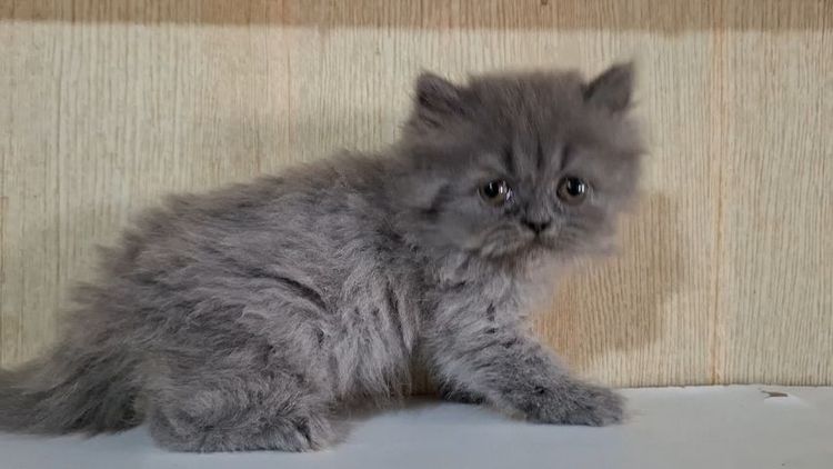 ลูกแมวบริติช (British Longhair) รูปที่ 7