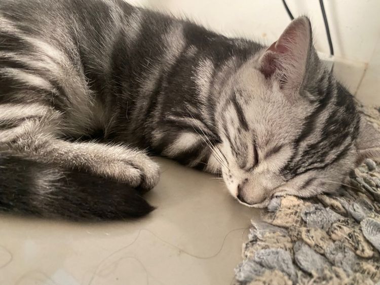 อเมริกัน ชอร์ตแฮร์แท้ๆ  รูปที่ 2