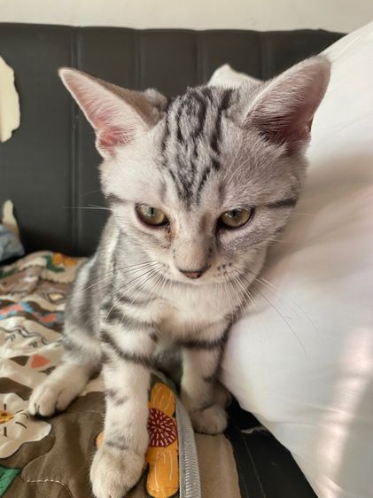 อเมริกัน ชอร์ตแฮร์แท้ๆ  รูปที่ 4