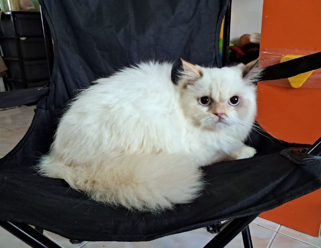 เปอร์เซียแท้ รูปที่ 3