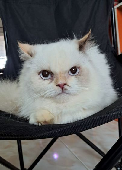 เปอร์เซียแท้ รูปที่ 4