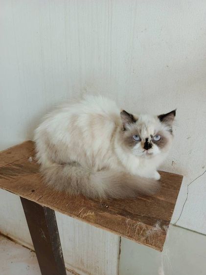 เปอร์เซีย (Persian) เปอร์เซียแท้