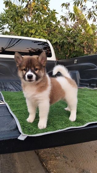 บางแก้ว (Thai Bangkaew Dog) กลาง ลูกหมาบางแก้ว