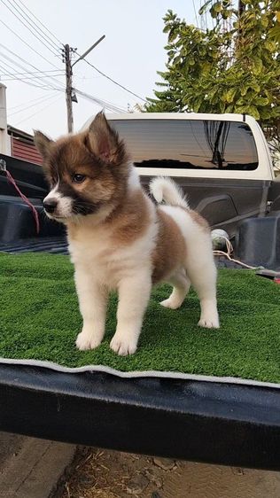 ลูกหมาบางแก้ว รูปที่ 4