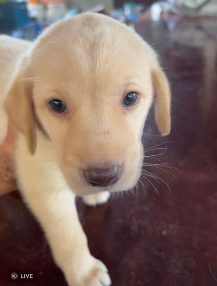 ลาบราดอร์ (Labrador) เล็ก สุนัข