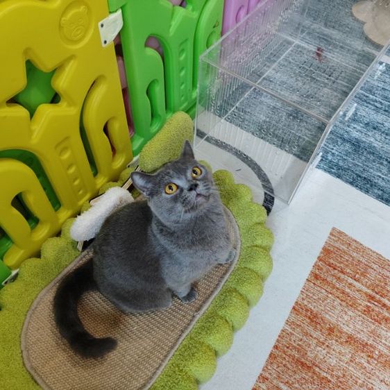 แมวสก็อตติชโฟลแท้ทำหมันแล้ว รูปที่ 2