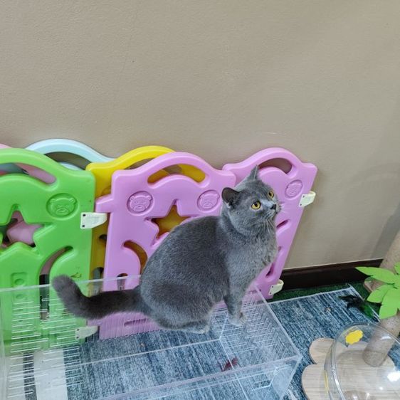 แมวสก็อตติชโฟลแท้ทำหมันแล้ว