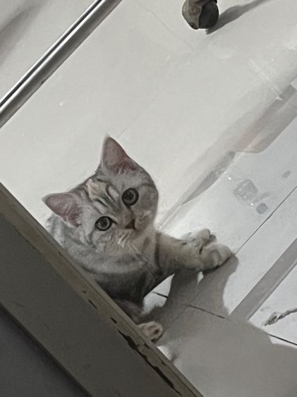 สก๊อตติช เพศเมีย