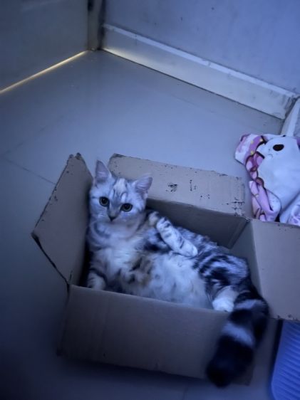 สก๊อตติช เพศเมีย รูปที่ 2