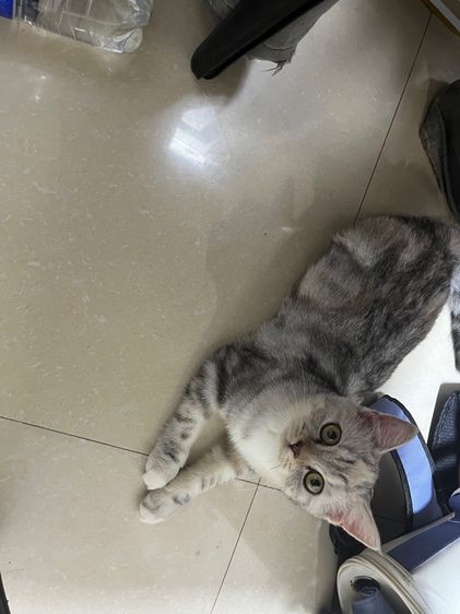 สก๊อตติช เพศเมีย รูปที่ 4