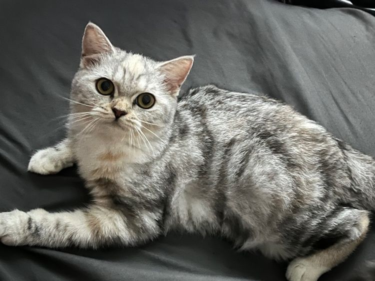 สก๊อตติช เพศเมีย รูปที่ 5