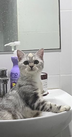 สก๊อตติช เพศเมีย รูปที่ 3