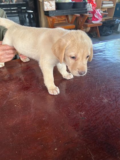 ลูกหมา รูปที่ 5