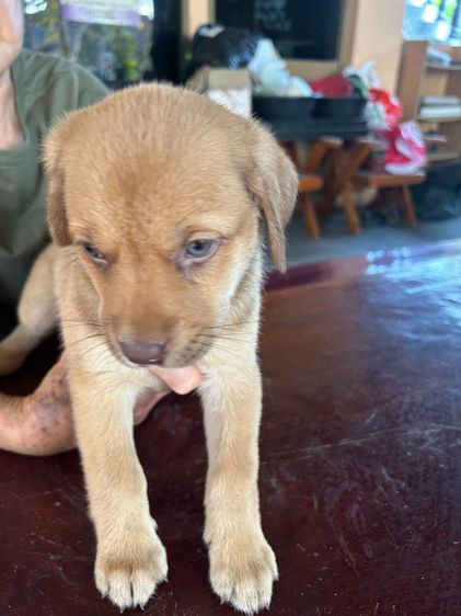 ลูกหมา รูปที่ 3