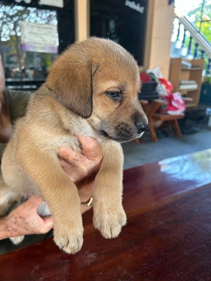 ลูกหมา รูปที่ 2