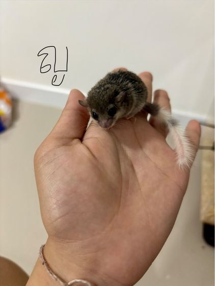 ดอร์เม้าส์(กระรอกจิ๋ว) รูปที่ 2