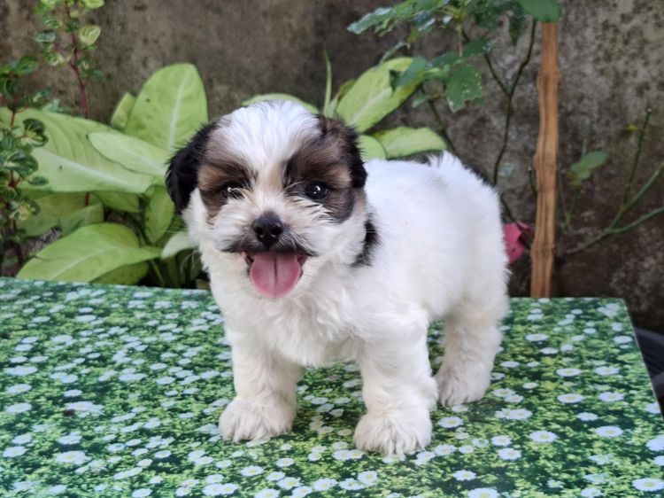 ชิสุผสมพุดเดิ้ล รูปที่ 2