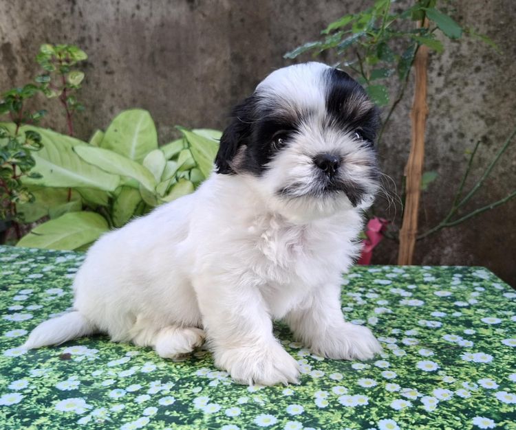 ชิสุผสมพุดเดิ้ล