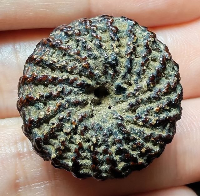 🚩ตะกรุด พิสมร ลายกงจักร หลวงพ่อแก้ว วัดพวงมาลัย🚩 รูปที่ 2