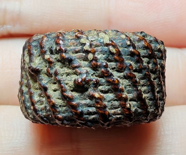 🚩ตะกรุด พิสมร ลายกงจักร หลวงพ่อแก้ว วัดพวงมาลัย🚩 รูปที่ 3