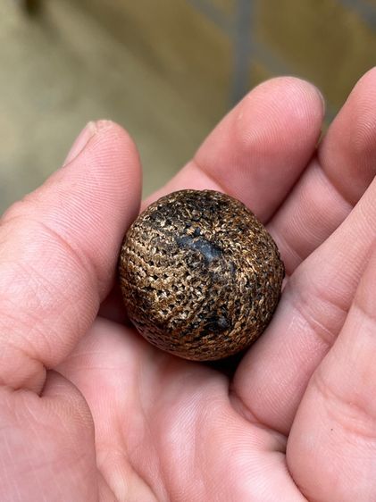 เบี้ยแก้ ไม่ทราบหลวงที่ รูปที่ 4