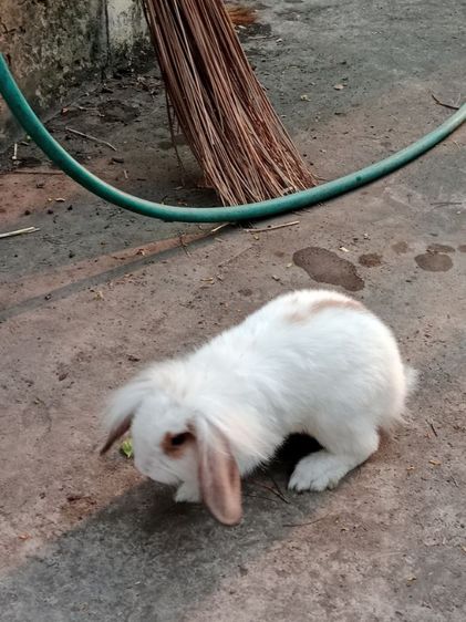 HL วู้ดดี้ ผสม