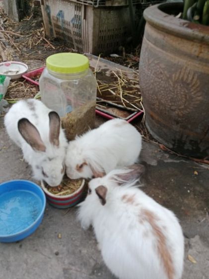 HL วู้ดดี้ ผสม รูปที่ 2