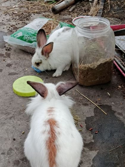 HL วู้ดดี้ ผสม รูปที่ 7