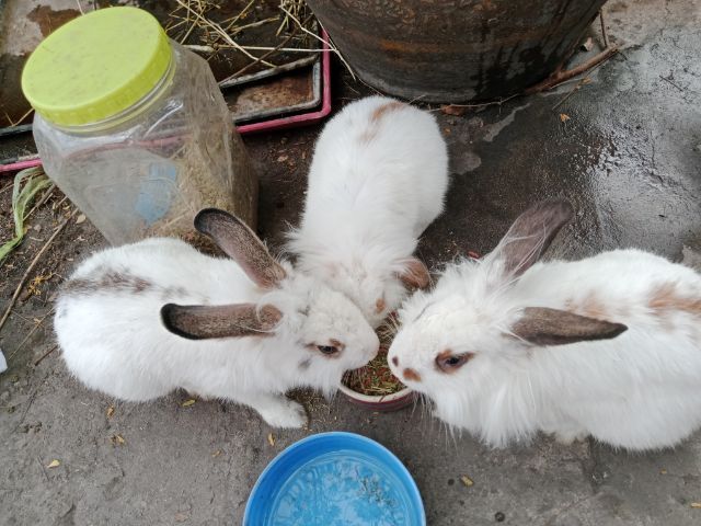 HL วู้ดดี้ ผสม รูปที่ 3