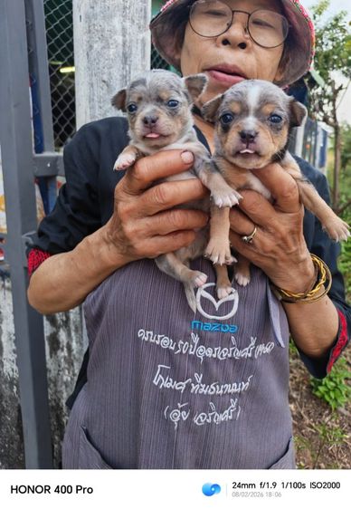 ชิวาว่า