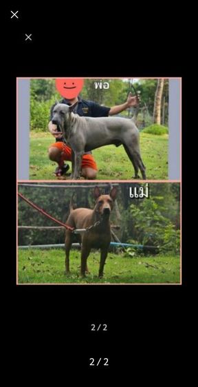ลูกสุนัขไทยหลังอานแท้ สายเลือดดี รูปที่ 2