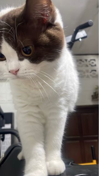 บริติช ช็อตเเฮร์ รูปที่ 9