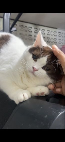 บริติช ช็อตเเฮร์ รูปที่ 12