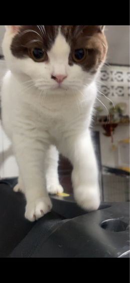 บริติช ช็อตเเฮร์ รูปที่ 7