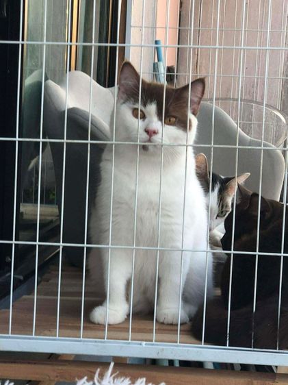 บริติช ช็อตเเฮร์ รูปที่ 5