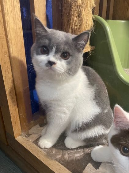 บริติช ช็อตเเฮร์ รูปที่ 13