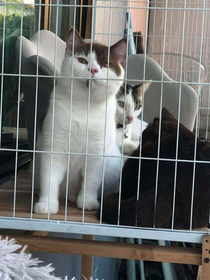 บริติช ช็อตเเฮร์ รูปที่ 11