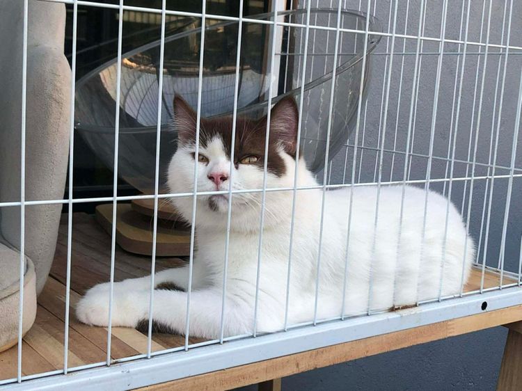 บริติช ช็อตเเฮร์ รูปที่ 3