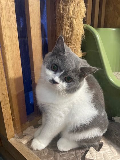 บริติช ช็อตเเฮร์ รูปที่ 10